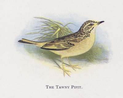 The Tawny Pipit by Alexander Francis Lydon